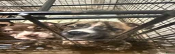 Mixed Breed dogs for sale: American bulldog x Husky puppies  - Advert 1