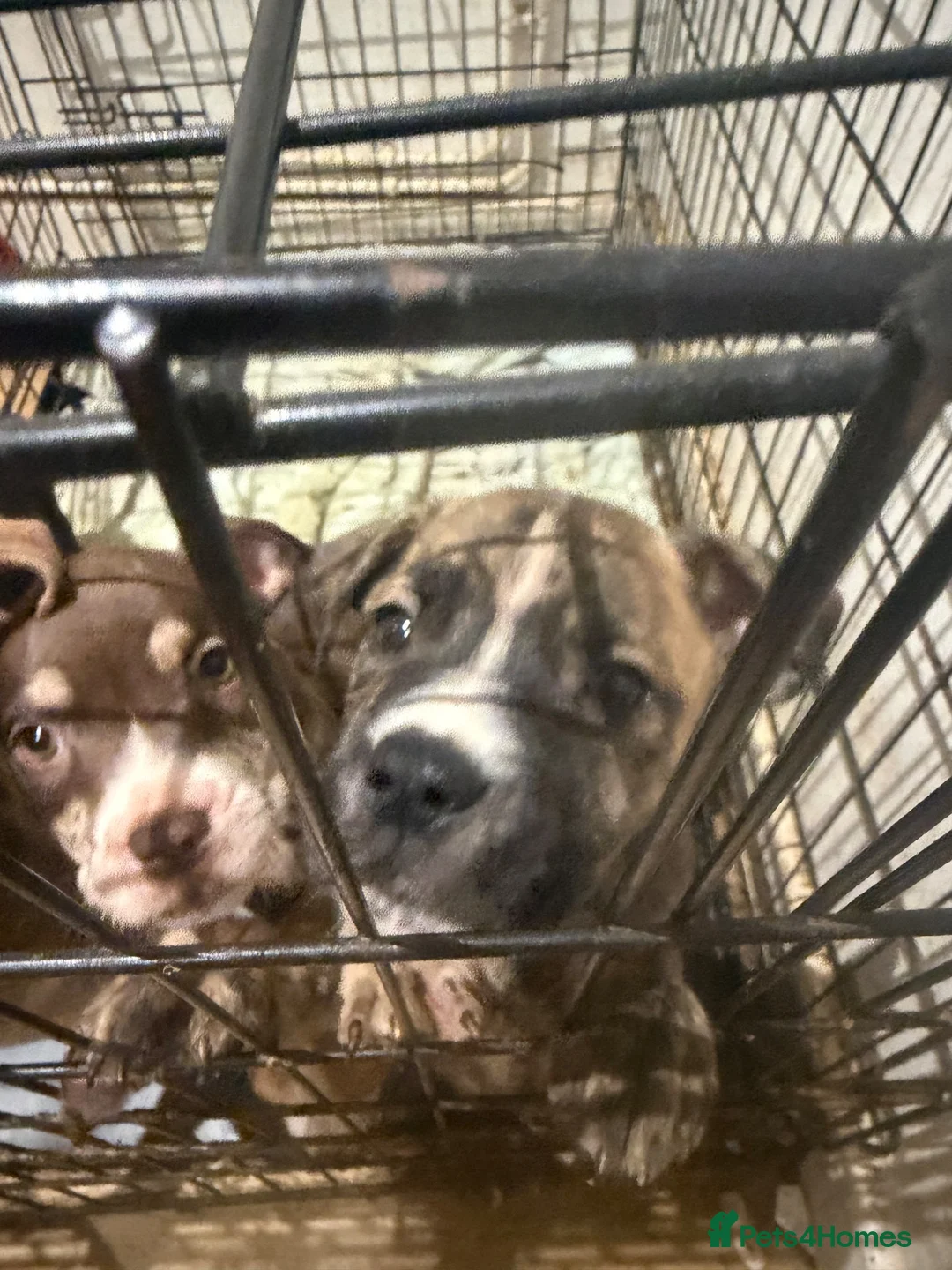 Mixed Breed dogs for sale: American bulldog x Husky puppies  - Advert 1
