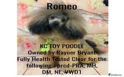 Toy Poodle dogs for stud: Kennel club registered Toy poodle in Hoddesdon - Image 2