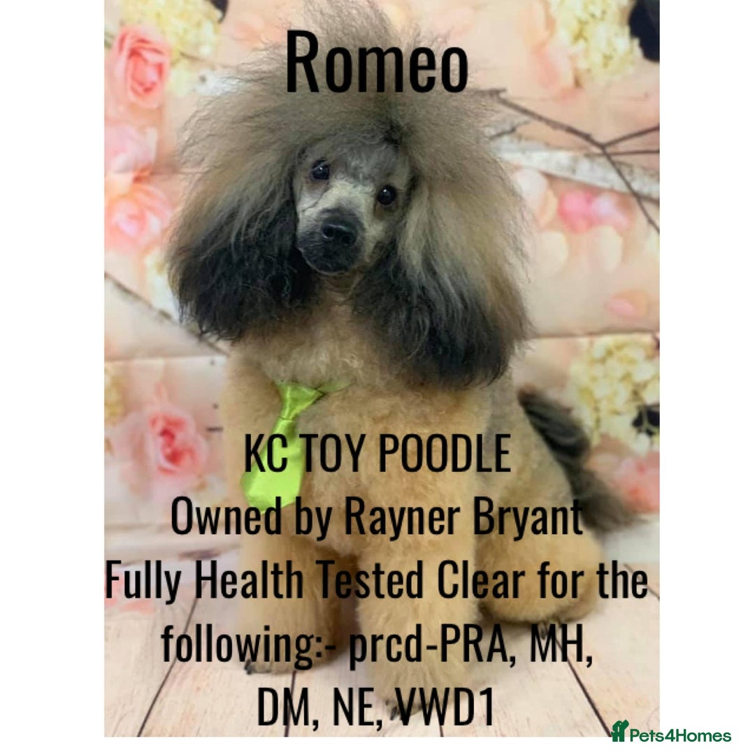 Toy Poodle dogs for stud: Kennel club registered Toy poodle in Hoddesdon - Image 2