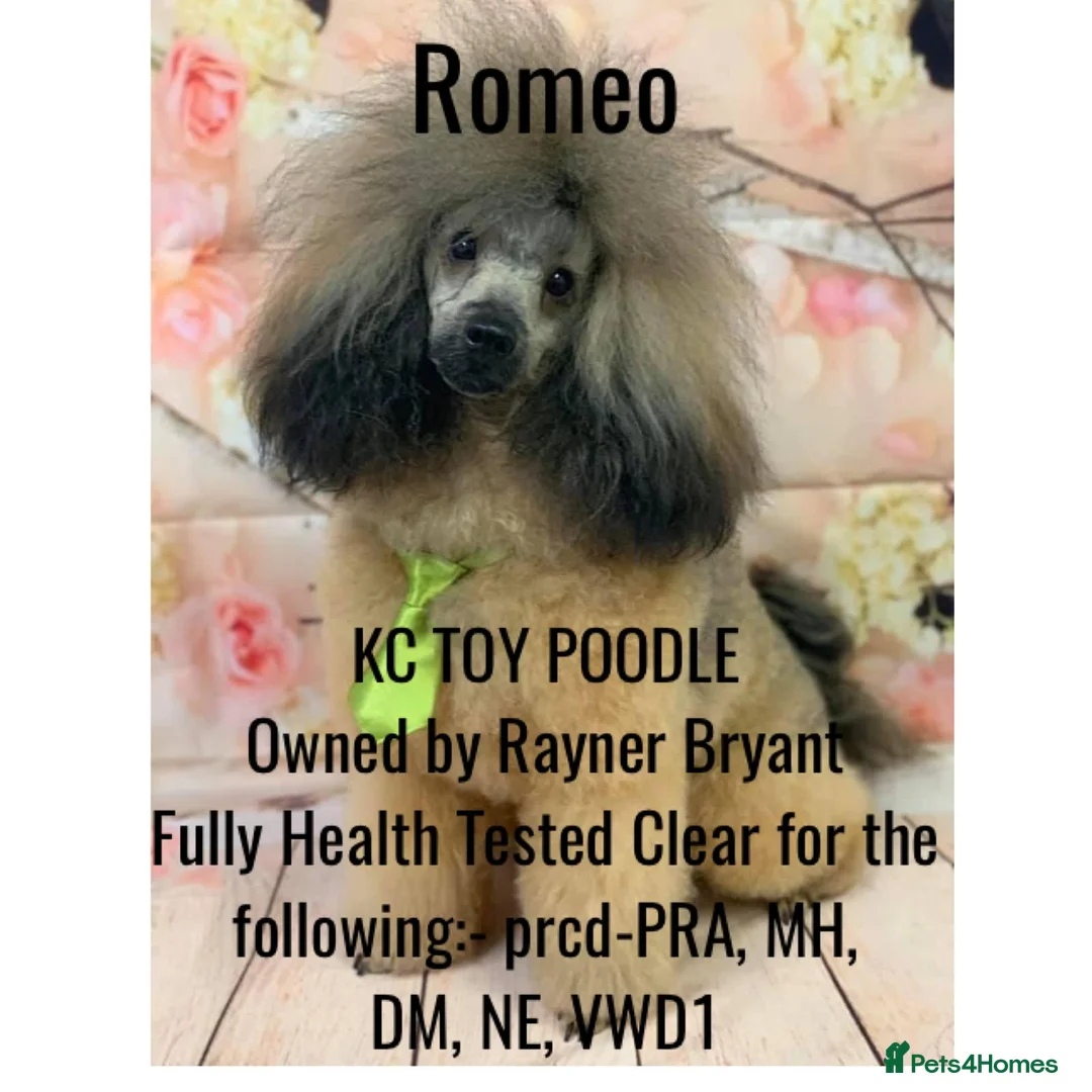 Toy Poodle dogs for stud: Kennel club registered Toy poodle in Hoddesdon - Advert 2