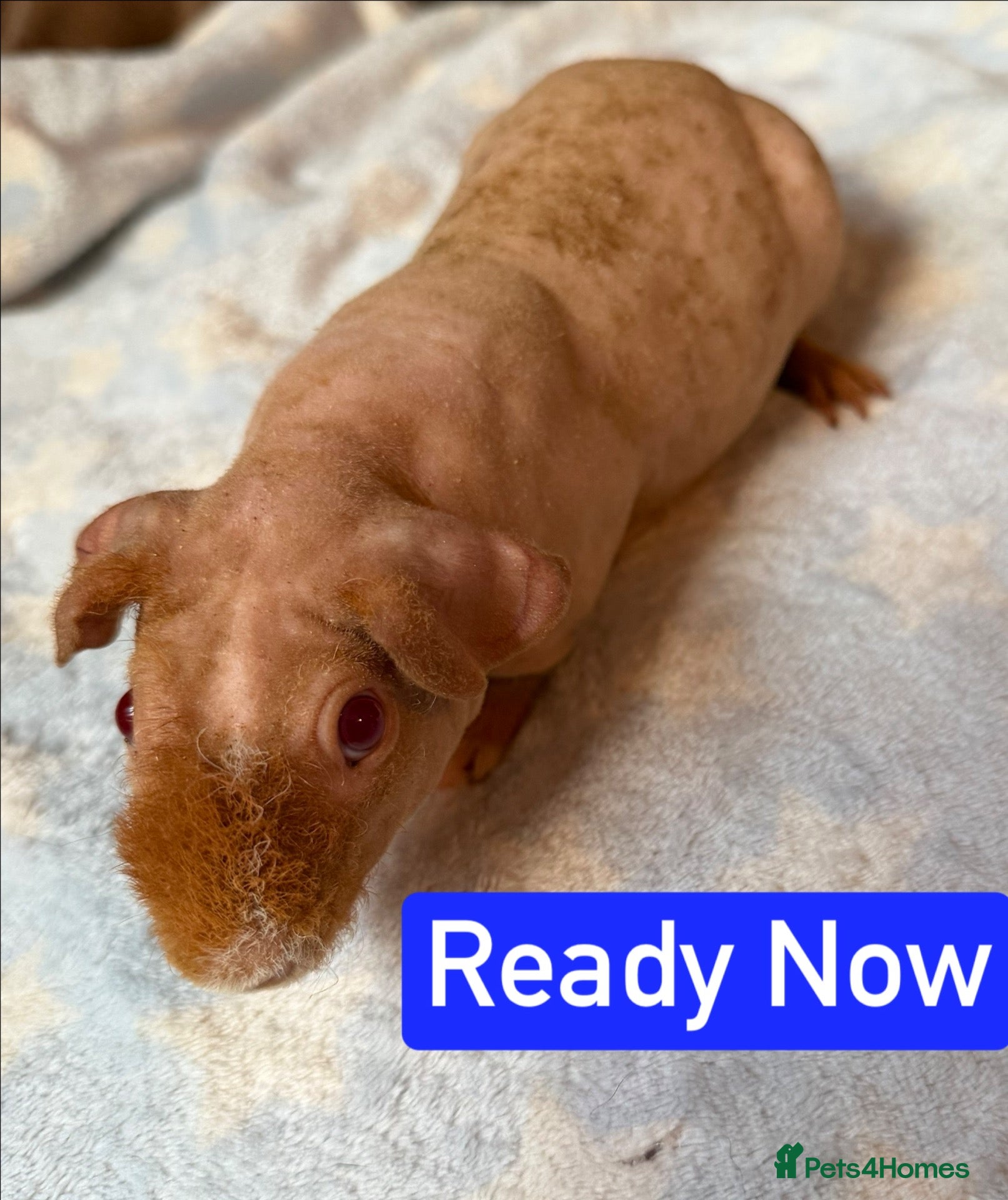 Guinea Pig rodents Skinny/Guinea Pigs - Advert 1