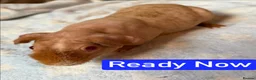 Guinea Pig rodents for sale: Skinny/Guinea Pigs - Advert 7