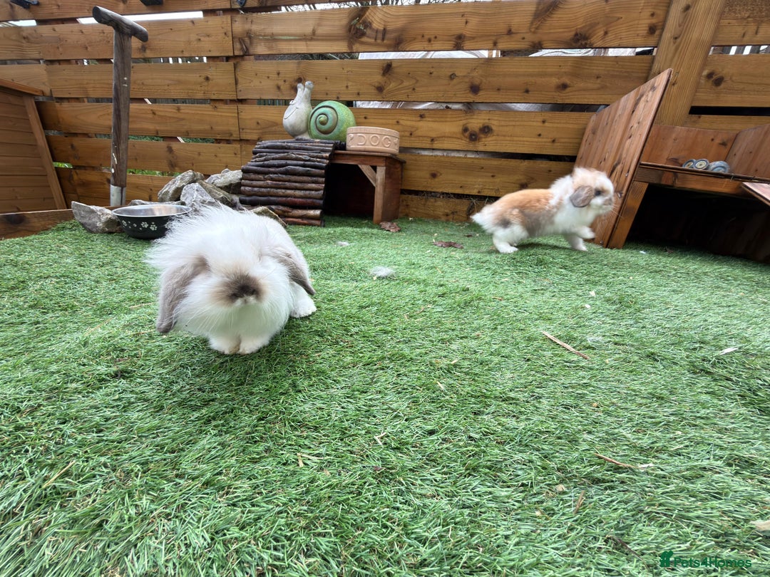 Mini Lion Lop rabbits for sale: Baby lion lops  - Advert 9