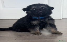 German Shepherd dogs for sale: Beautiful German sheppard puppies  - Image 6
