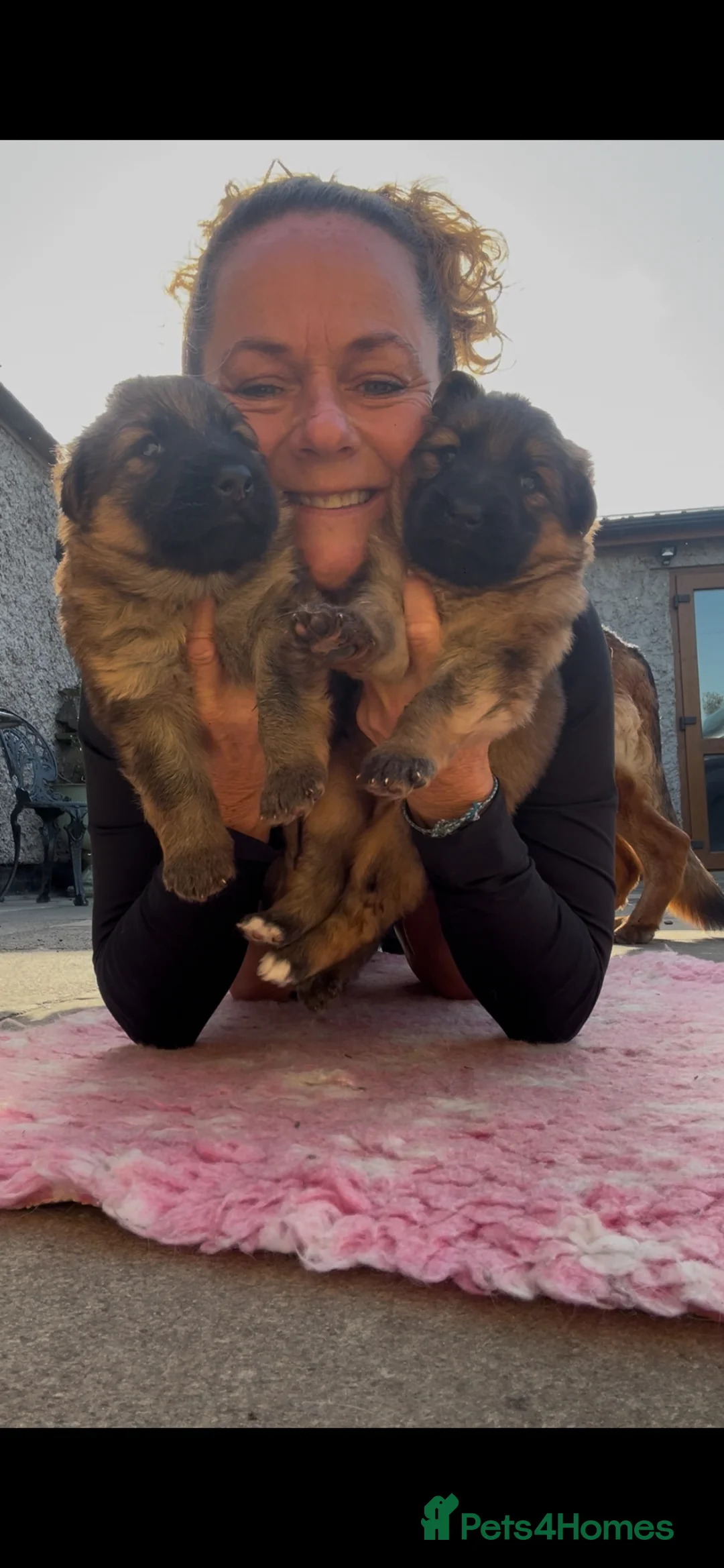 German Shepherd dogs for sale: German Shepherd Pups - Advert 1