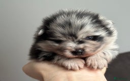 Pomeranian dogs for sale: Four adorable fluffy Pomeranian puppie - Image 10