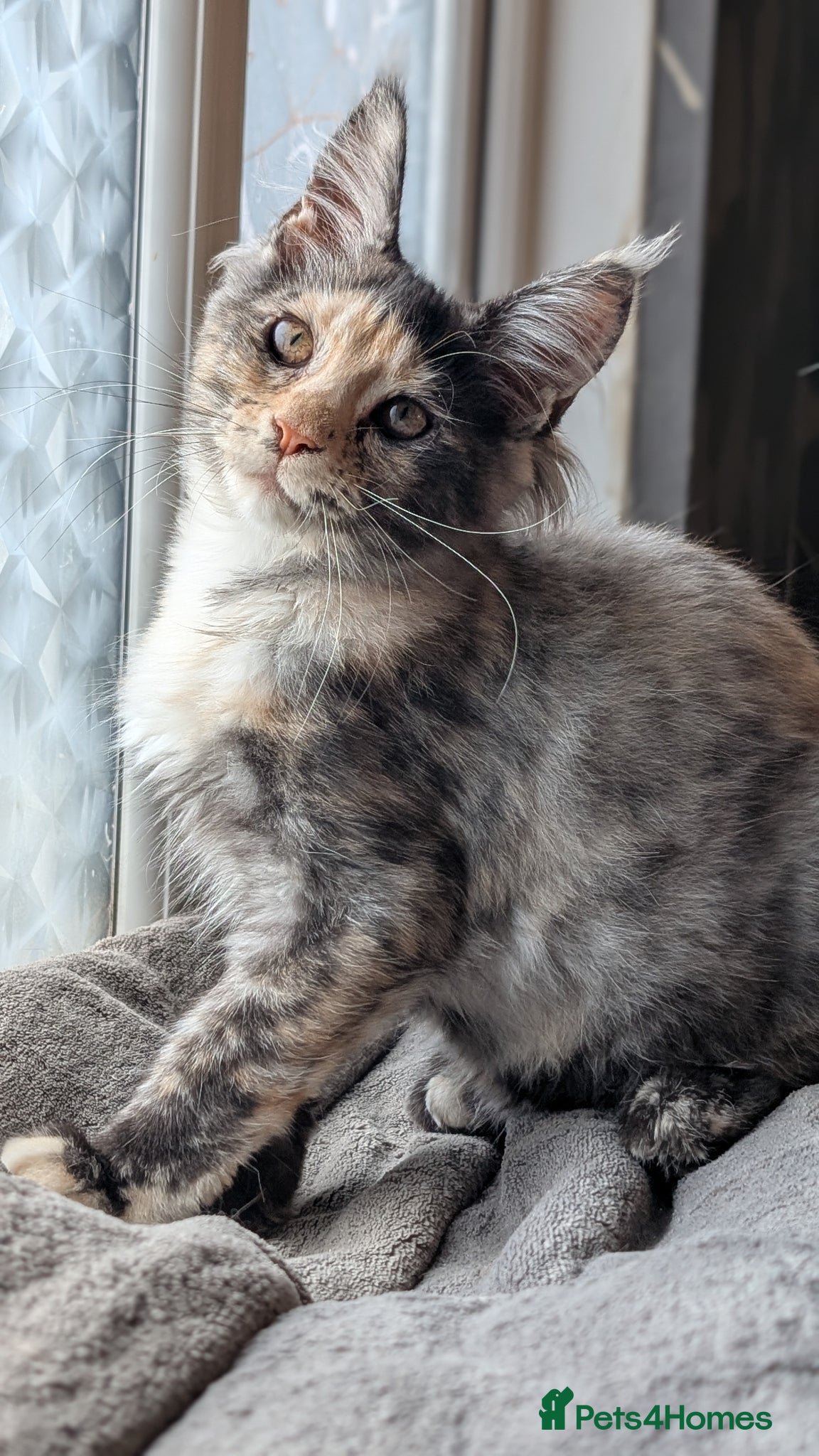 Maine Coon cats Pedigree Maine coons kittens Tica registered - Advert 2