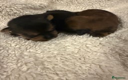 Norfolk Terrier dogs for sale: Nolfolk terrier pups - Image 10