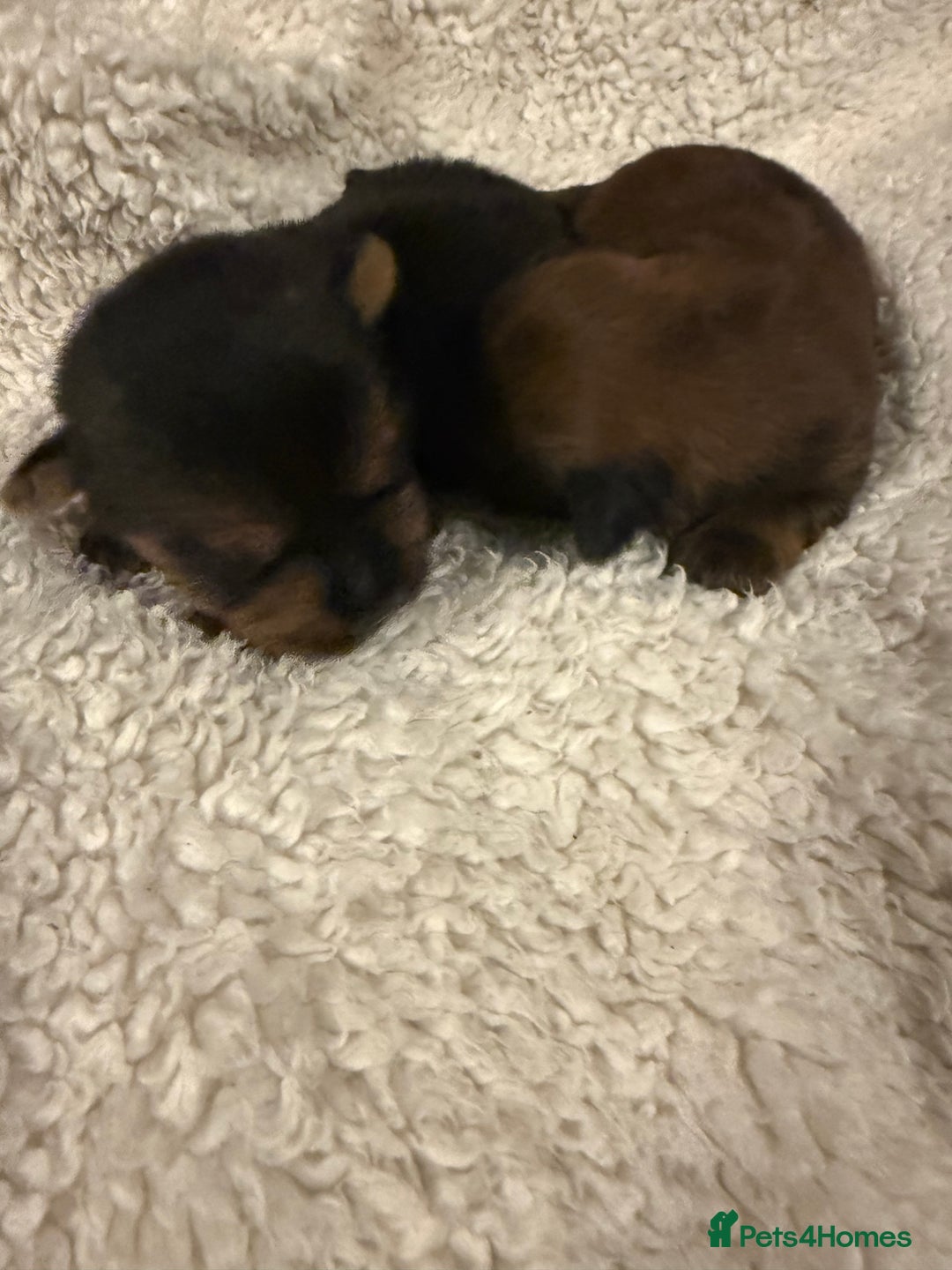 Norfolk Terrier dogs for sale: Nolfolk terrier pups - Image 10