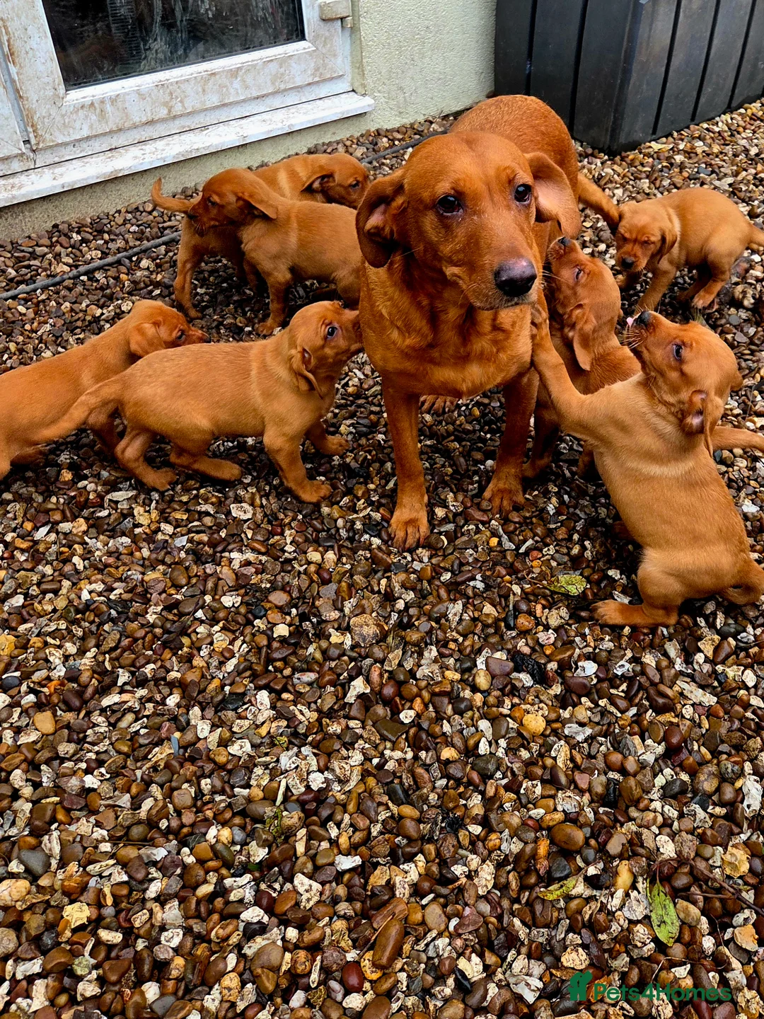 Labrador Retriever dogs for sale: Propa Fox Red lab Pups available  - Advert 3