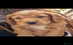 Cocker Spaniel dogs for sale: Merle, red and black cocker pups - Image 6