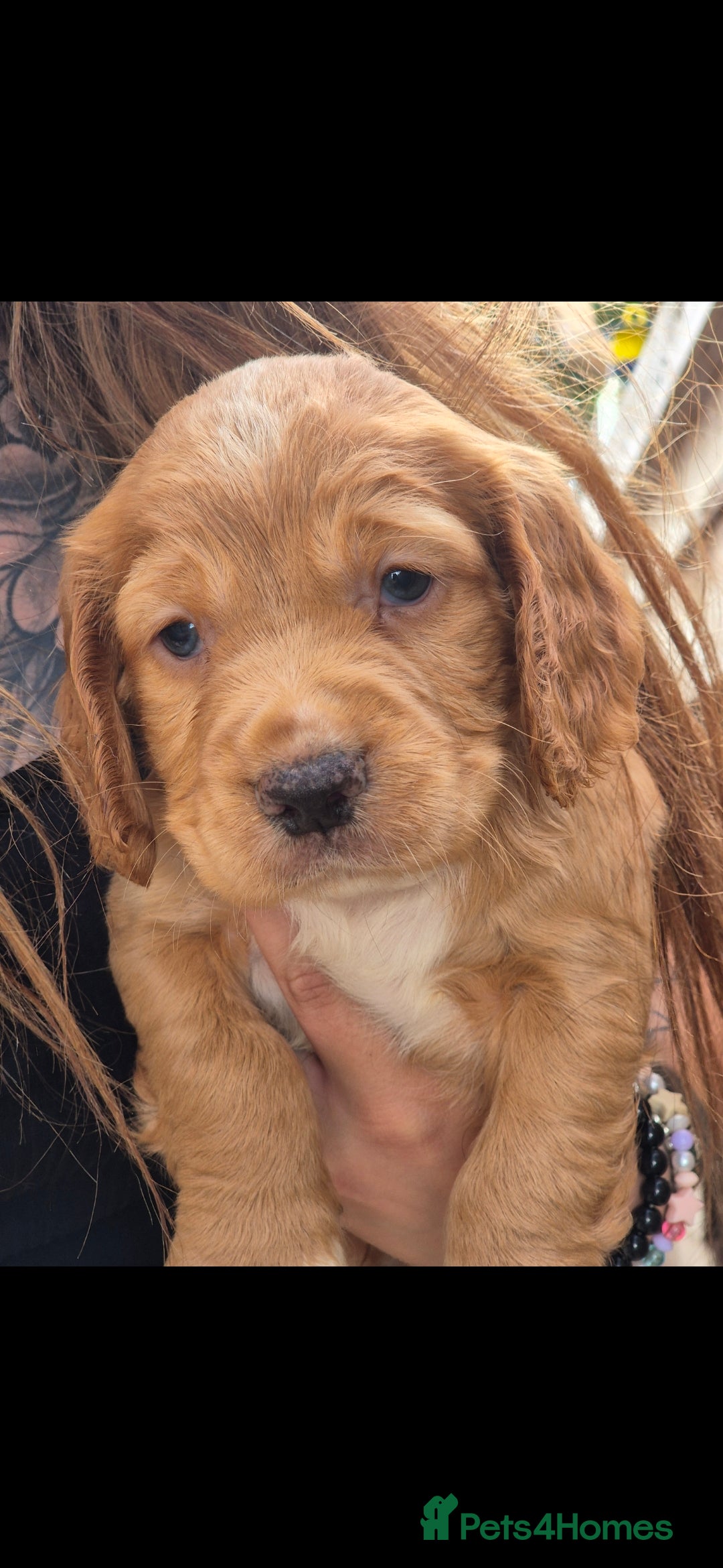 Cocker Spaniel dogs for sale: Merle, red and black cocker pups - Image 6