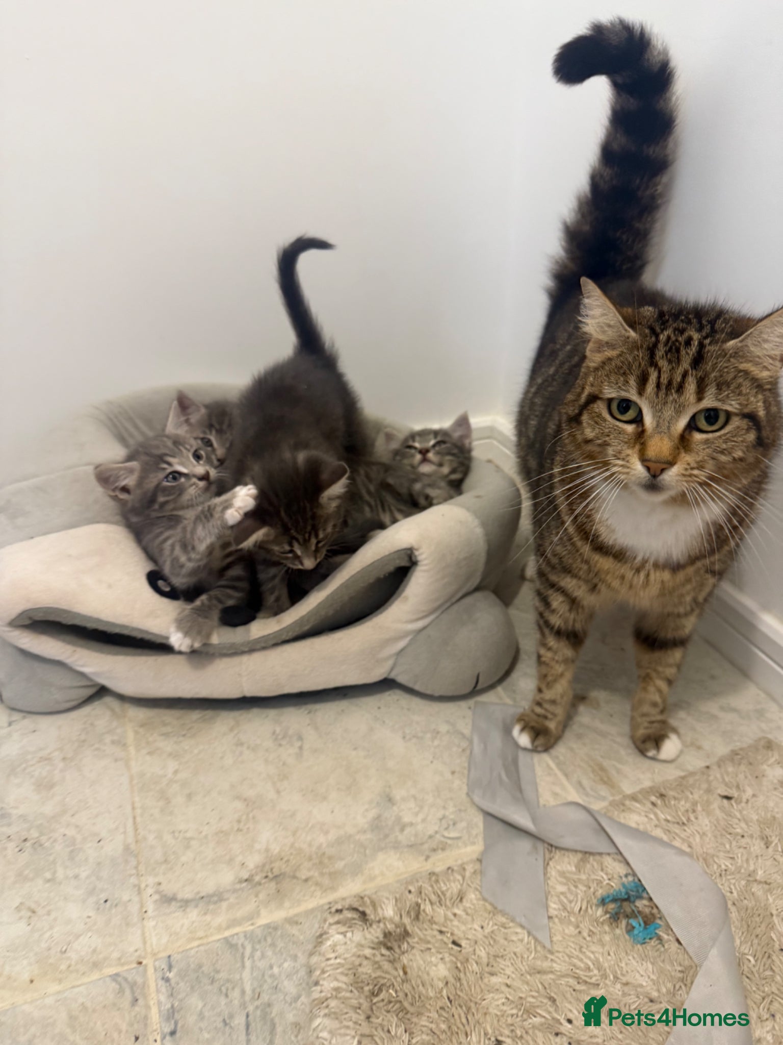 European cats for sale: Kitens - Advert 1