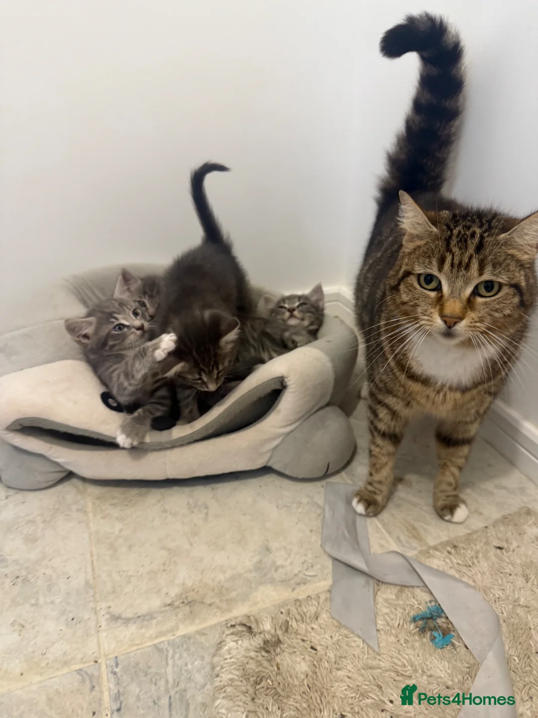 European cats for sale: Kitens - Advert 1