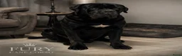 Cane Corso dogs for stud: FURY-JET BLACK CANE CORSO STUD   - Advert 6