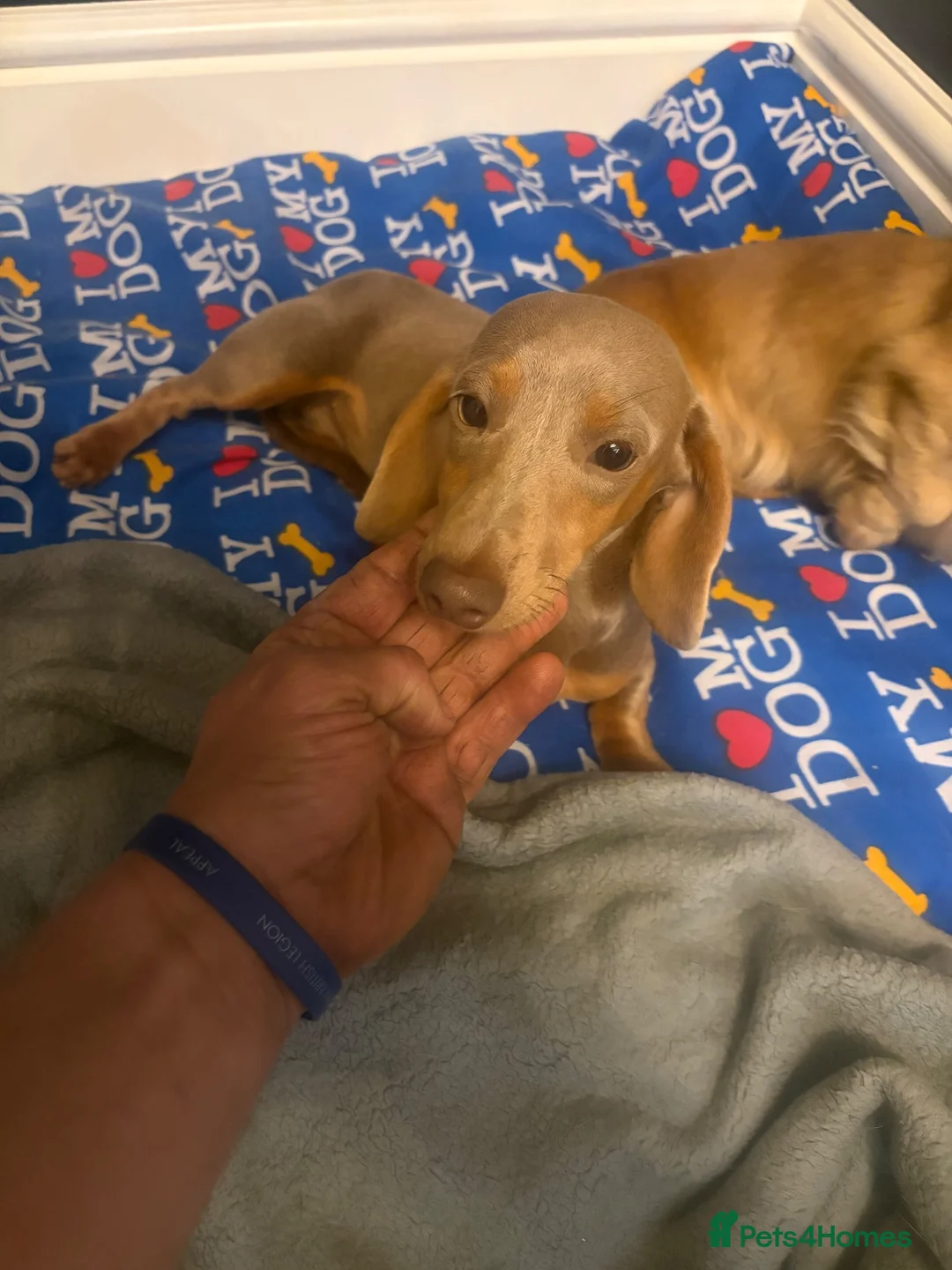 Miniature Dachshund dogs for sale: Isabella ready 6 months  - Advert 1