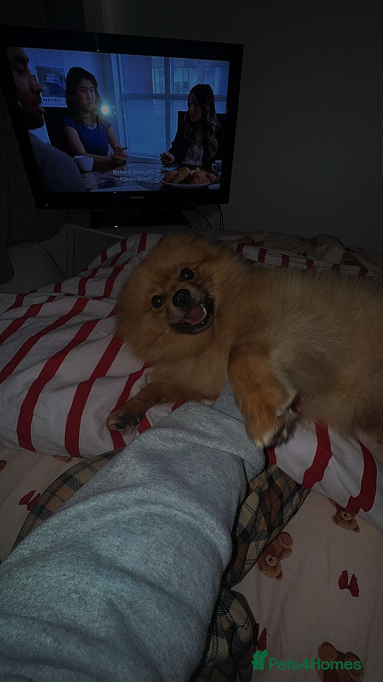 Pomeranian dogs 2 year old Pomeranian dog  - Advert 4