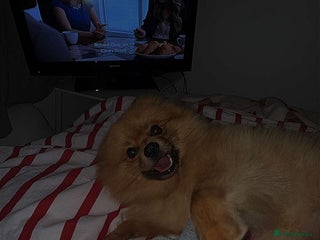 Pomeranian dogs 2 year old Pomeranian dog - Advert 2