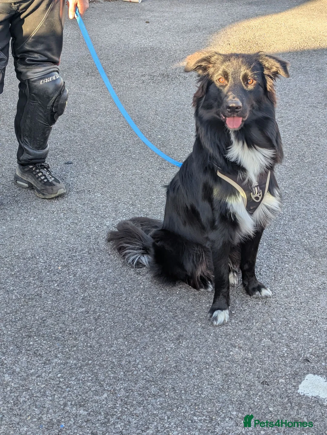 Mixed Breed dogs for sale: We have a lovely 1 year old  - Advert 3