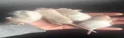 Rat rodents for sale: Dwarf rats  - Advert 2