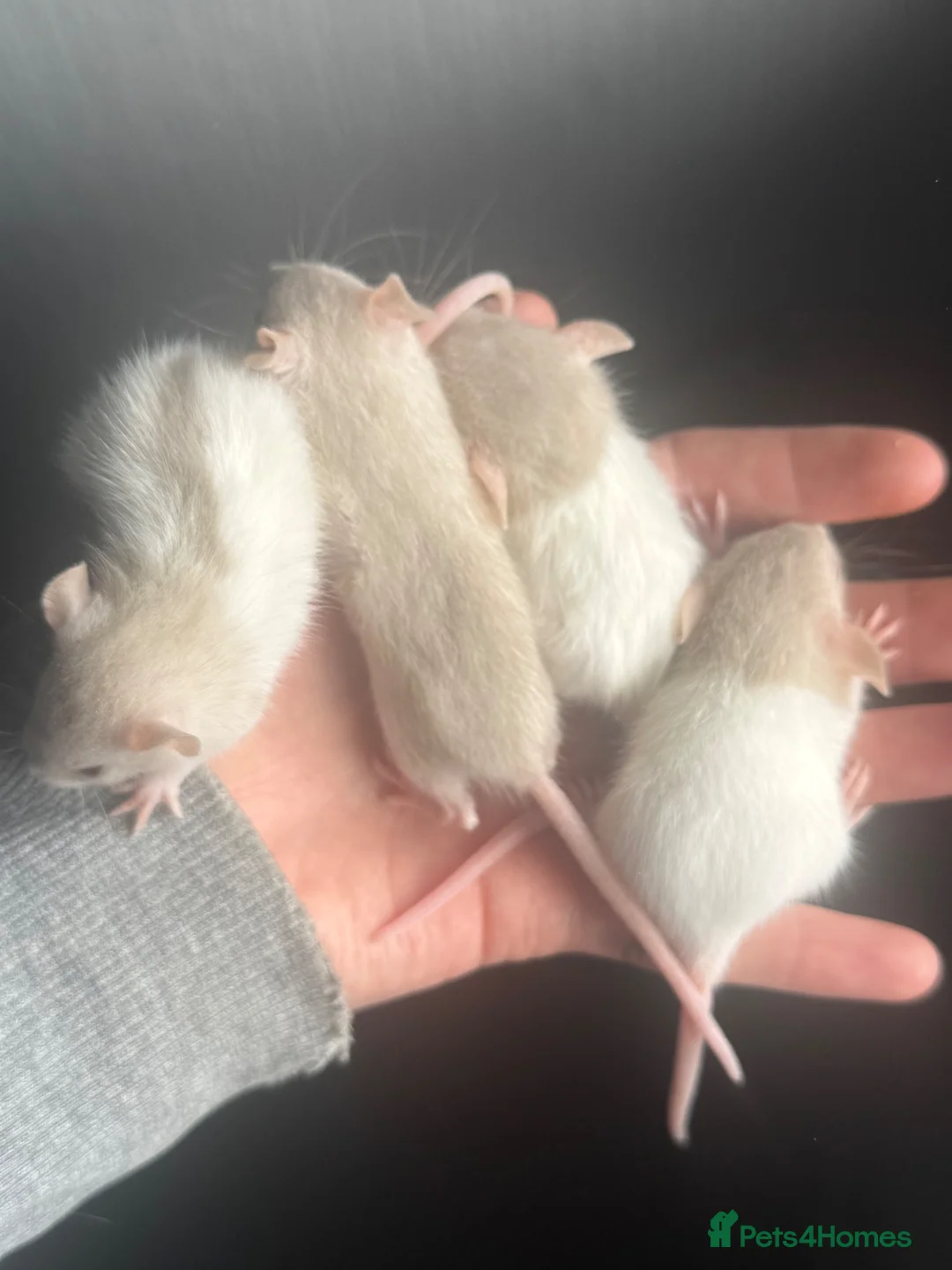 Rat rodents for sale: Dwarf rats  - Advert 2