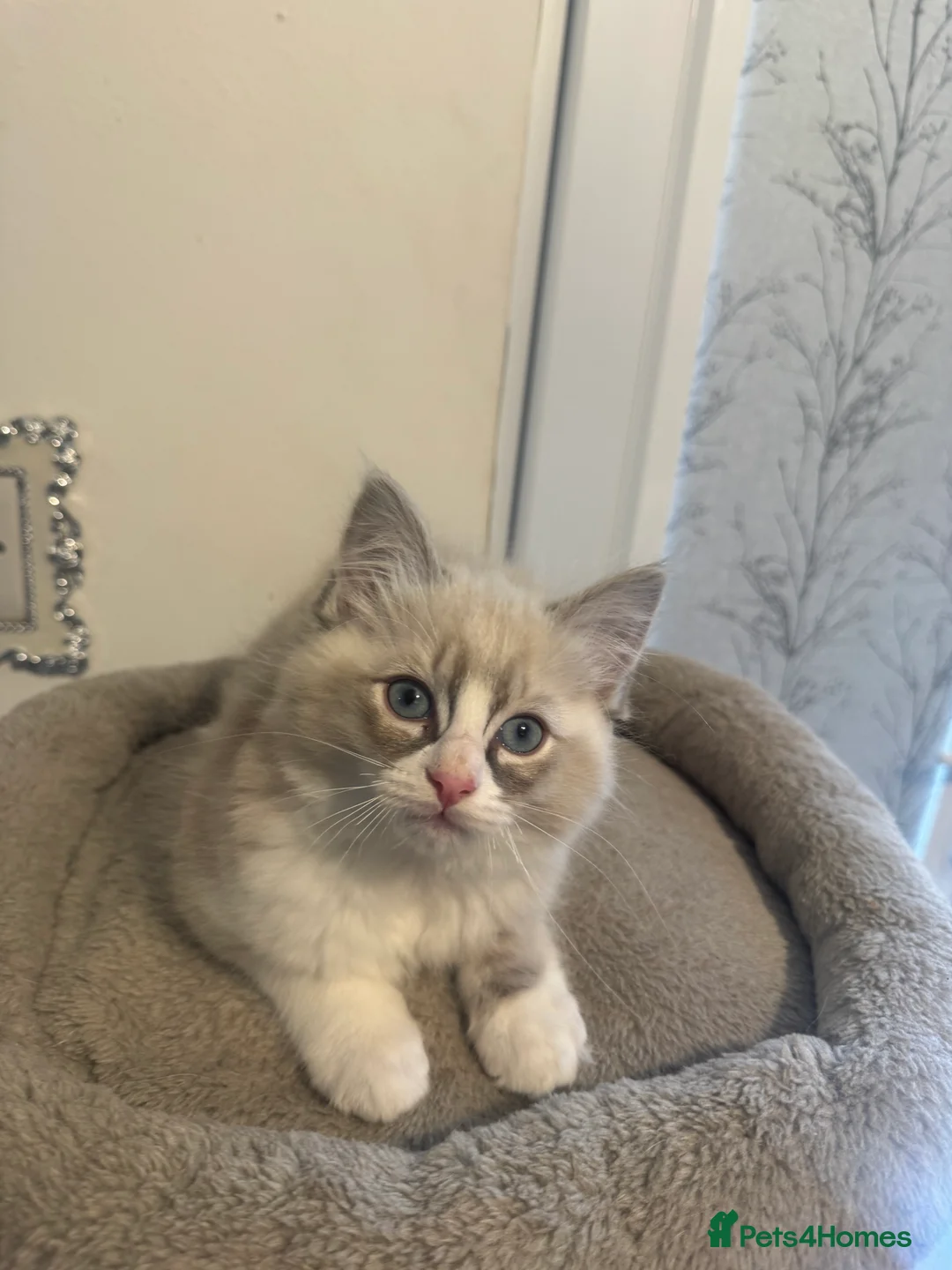 Ragdoll cats for sale: Adorable Ragdoll Kittens - Advert 15