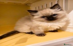 Ragdoll cats for sale: Beautiful Ragdoll Kittens Ready for Sale! - Advert 12