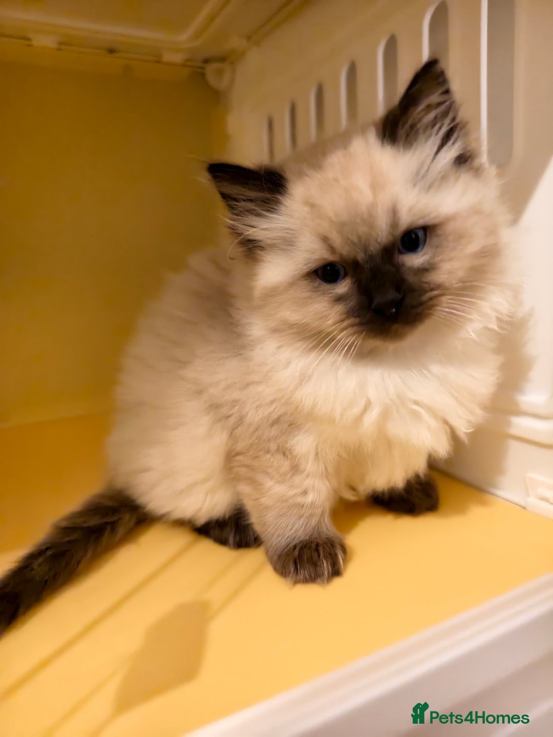 Ragdoll cats for sale: Beautiful Ragdoll Kittens Ready for Sale! - Advert 12