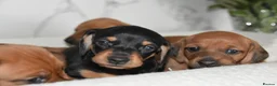 Miniature Dachshund dogs for sale: Beautiful Mini Dachshund Puppies – Home Raised - Advert 13