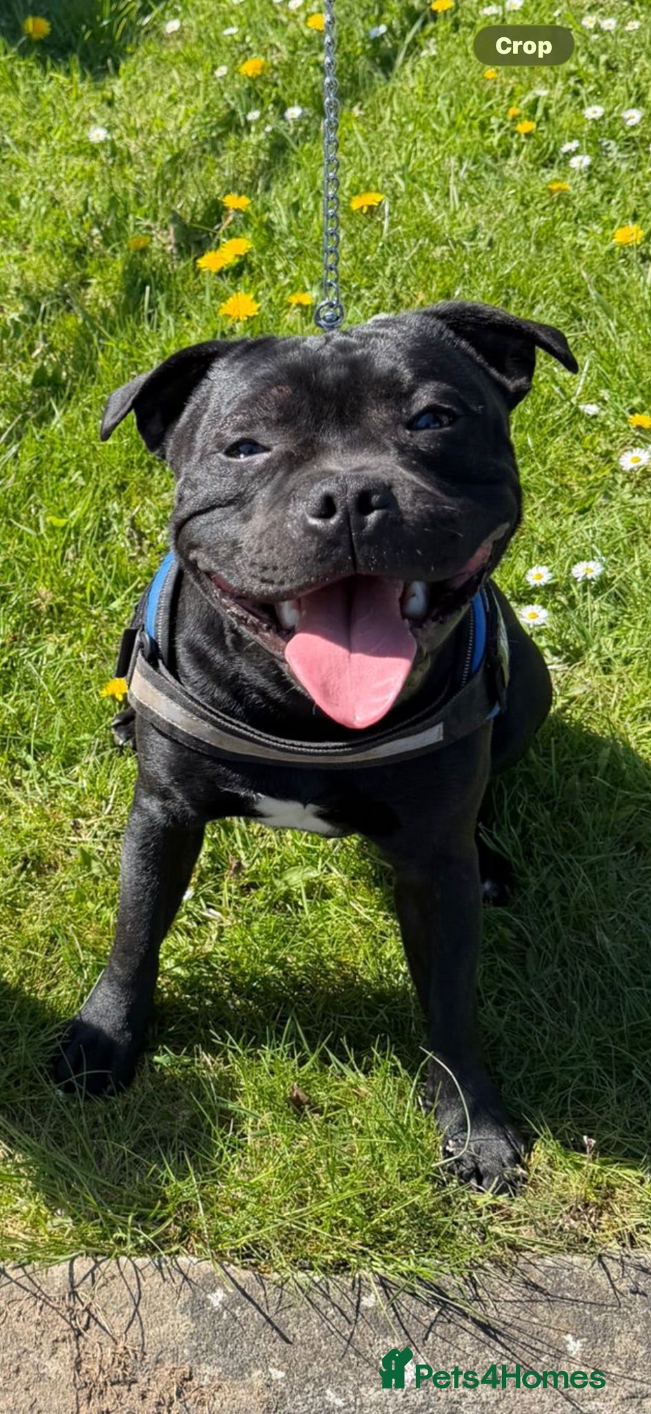 Staffordshire Bull Terrier dogs KC Registered Staffy for Stud 🐾  - Advert 1