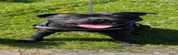 Staffordshire Bull Terrier dogs for stud: KC Registered Staffy for Stud 🐾  in Morpeth - Advert 1
