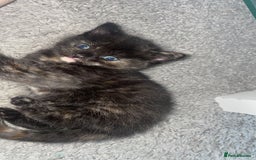 Mixed Breed cats for sale: Only 1 black male available - Image 2