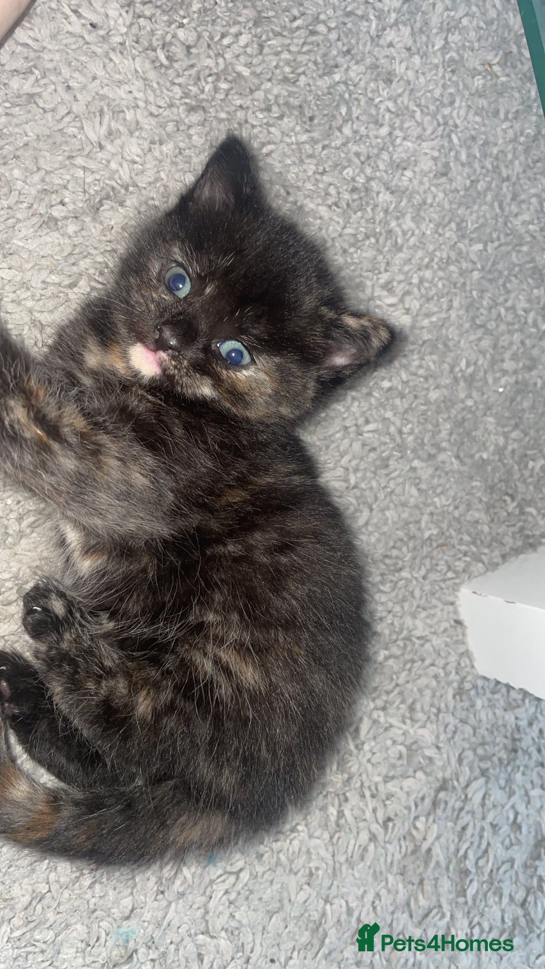 Mixed Breed cats for sale: Only 1 black male available - Image 2