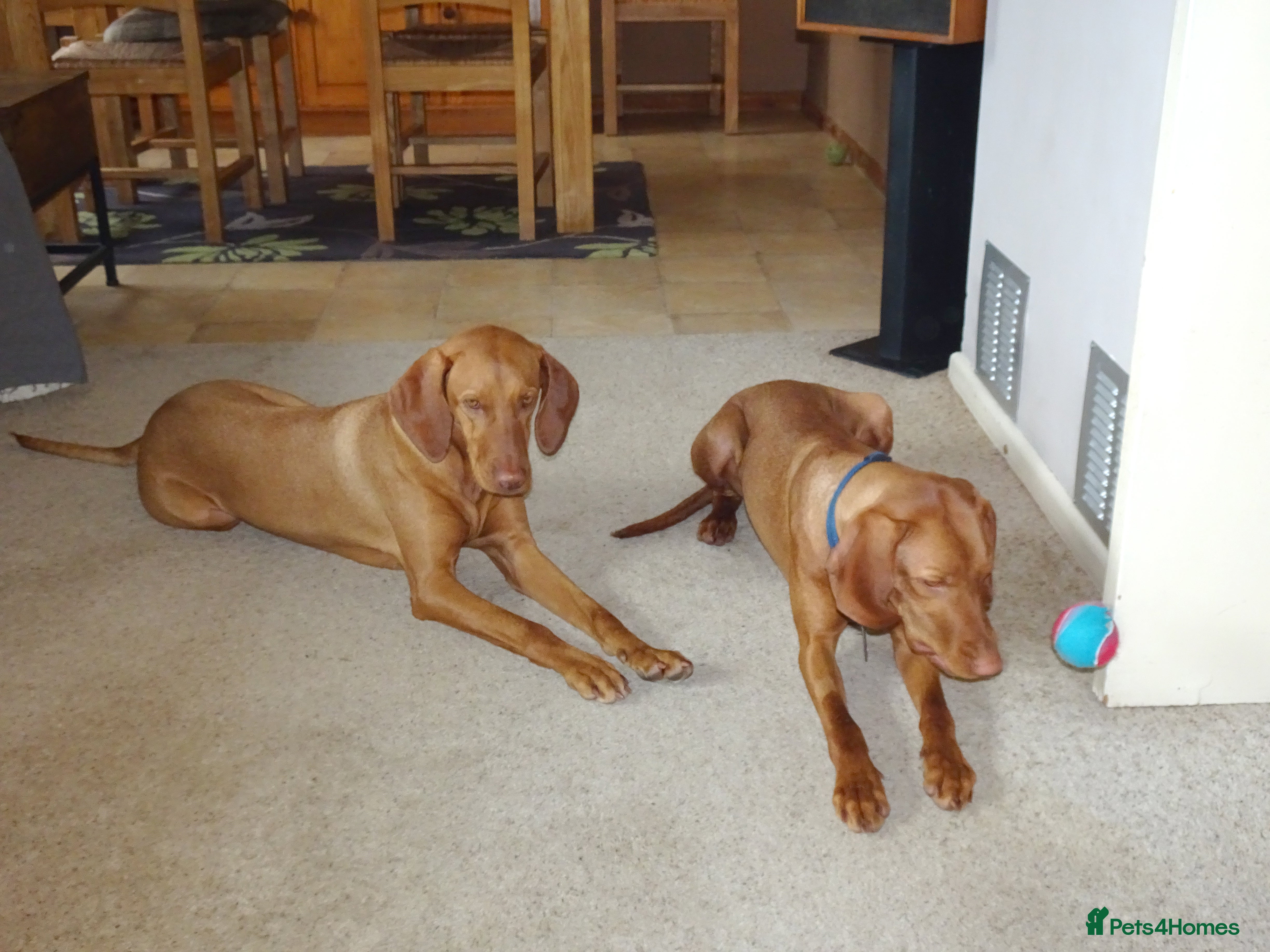 Hungarian Vizsla dogs Breeze the Hunter - Advert 14