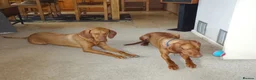 Hungarian Vizsla dogs for sale: Breeze the Hunter - Advert 1