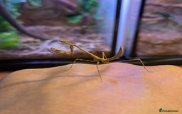 Praying Mantis invertebrates for sale: Praying Mantis - pseudempusa pinnapavonis nymphs - Image 4