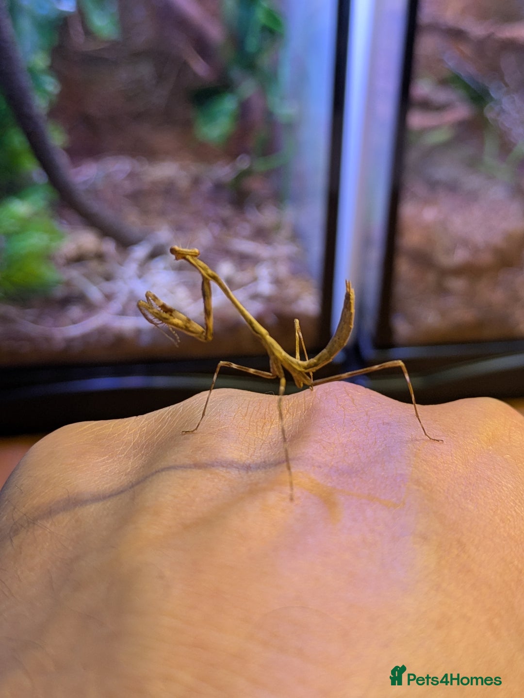 Praying Mantis invertebrates for sale: Praying Mantis - pseudempusa pinnapavonis nymphs - Image 4