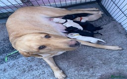 Labrador Retriever dogs for sale: Labrador female - Image 2