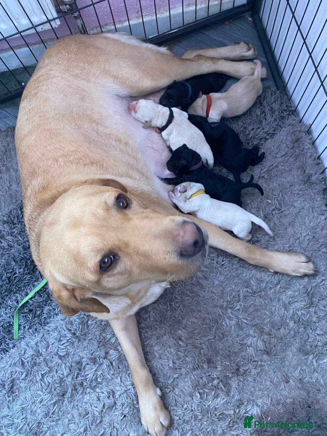 Labrador Retriever dogs for sale: Labrador female - Image 2