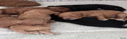 Cavapoo dogs for sale: F1B Cavapoo pups looking for their forever home - Advert 11