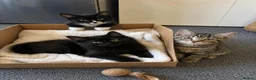 Tiffanie cats for sale: Gorgeous Fluffy Kittens - Advert 6
