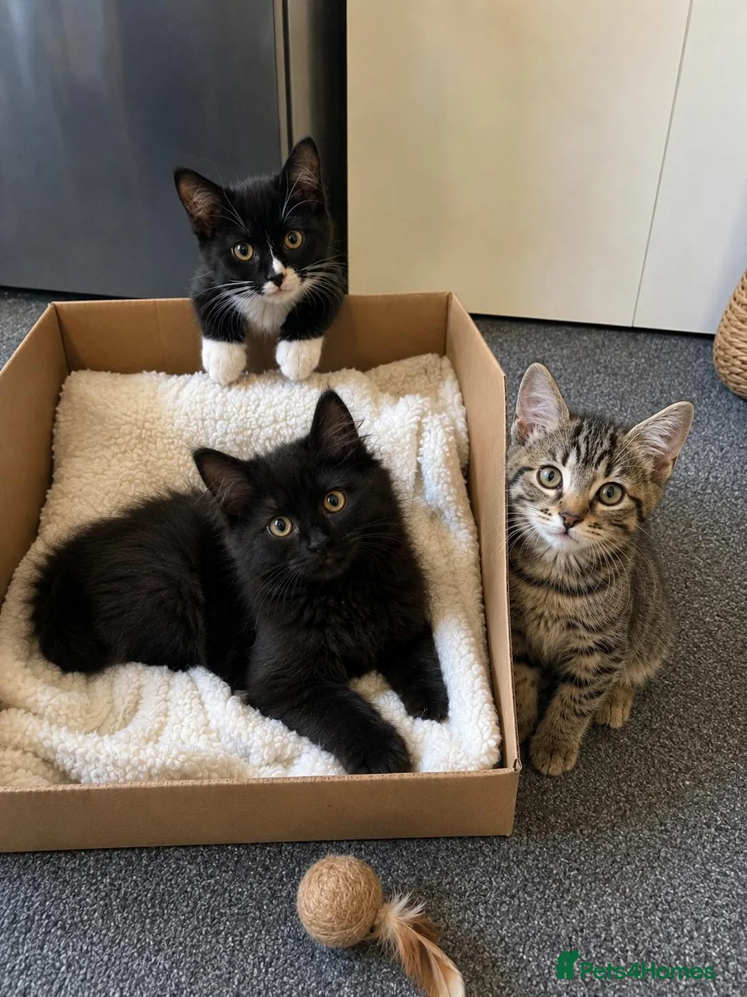 Tiffanie cats for sale: Gorgeous Fluffy Kittens - Advert 6