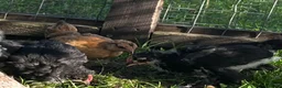 Chickens poultry for sale: Variety of Hens and cockerels for sale in Leominster - Advert 4