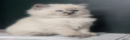 Ragdoll cats for sale: 🐾 TICA Beautiful Ragdoll Kittens - 2 Boys 🐾 - Advert 5