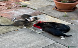 Domestic Shorthair cats for sale: Ekaterine  - Image 2