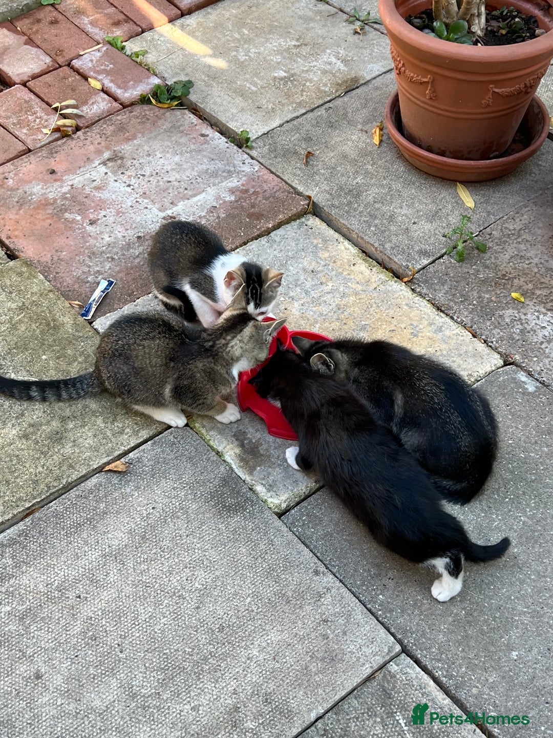 Domestic Shorthair cats for sale: Ekaterine  - Image 2