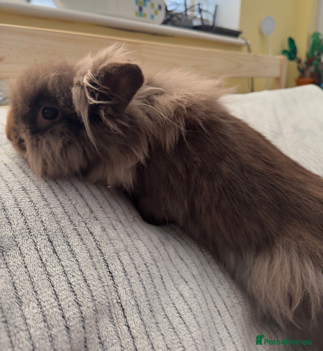 Lionhead rabbits for sale: Lionshead rabbits for sale - Advert 10
