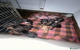 Mixed Breed dogs for sale: Cane corso x staff puppies  - Image 4