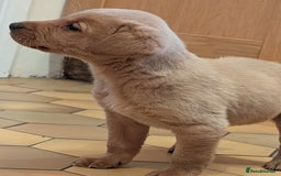 Labrador Retriever dogs for sale: Stunning litter of Labrador retriever pups  - Advert 16